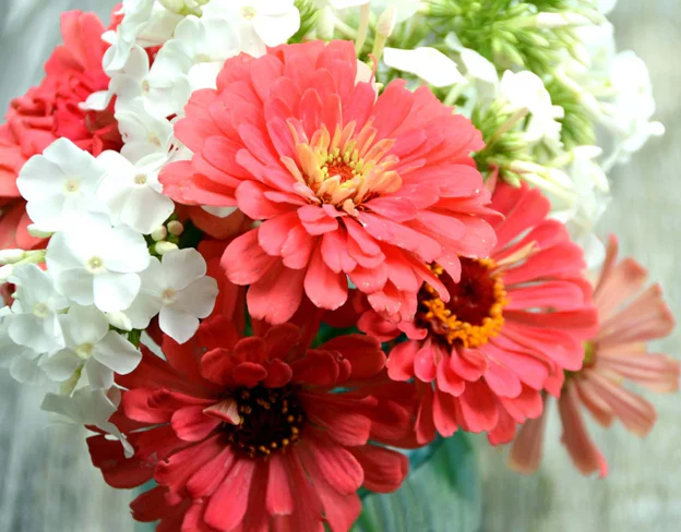 Coral Beauty Zinnia - Image 3