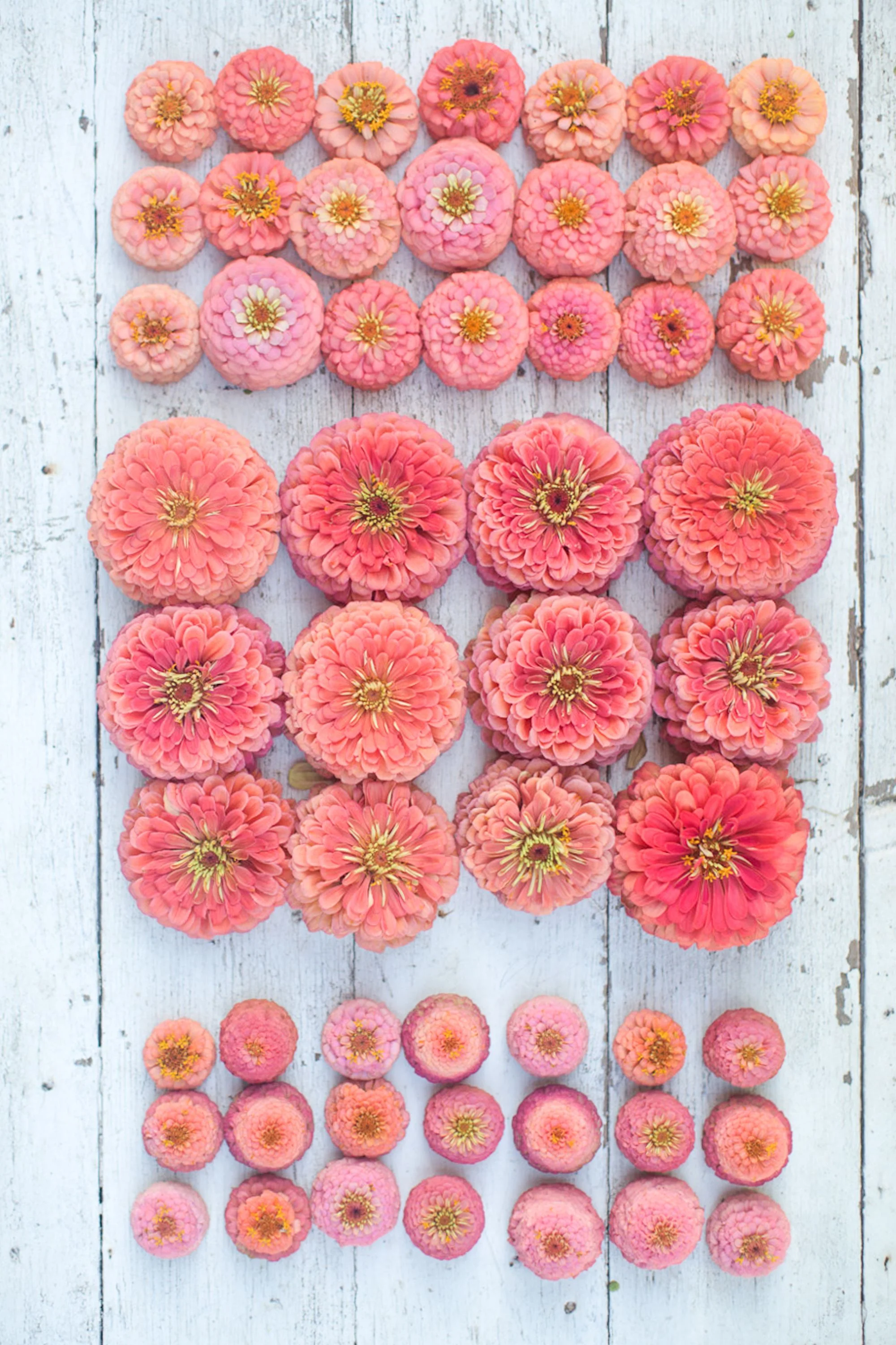 Coral Beauty Zinnia - Image 7