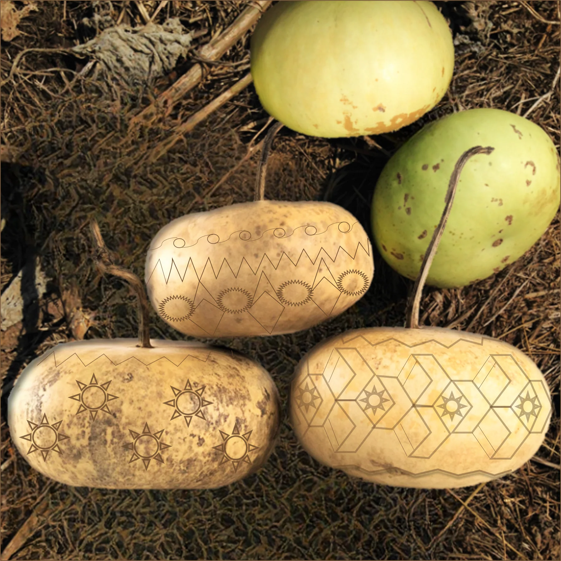 Corsican Gourd