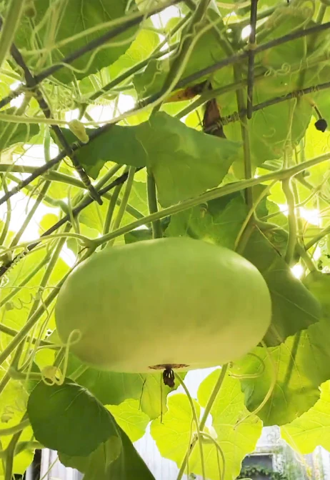 Corsican Gourd - Image 2