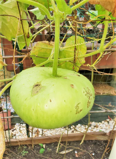 Corsican Gourd - Image 4