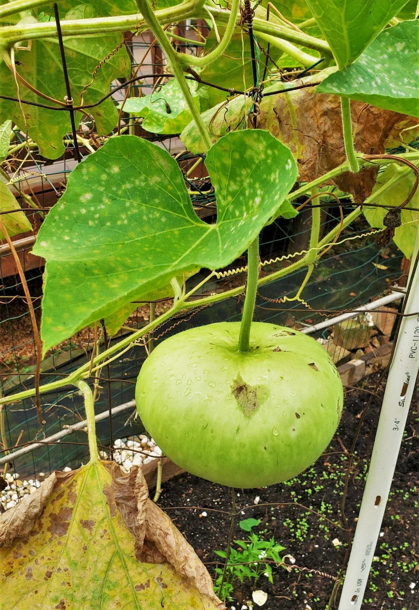 Corsican Gourd - Image 5
