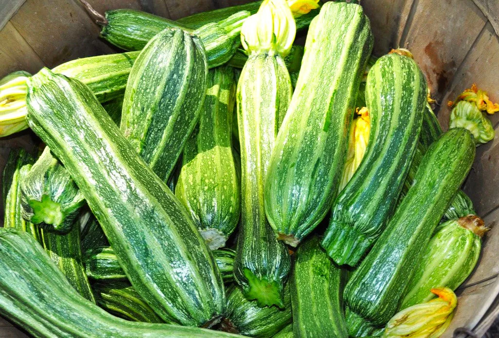 Costata Romanesco Zucchini - Image 3