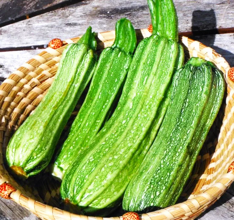 Costata Romanesco Zucchini - Image 5