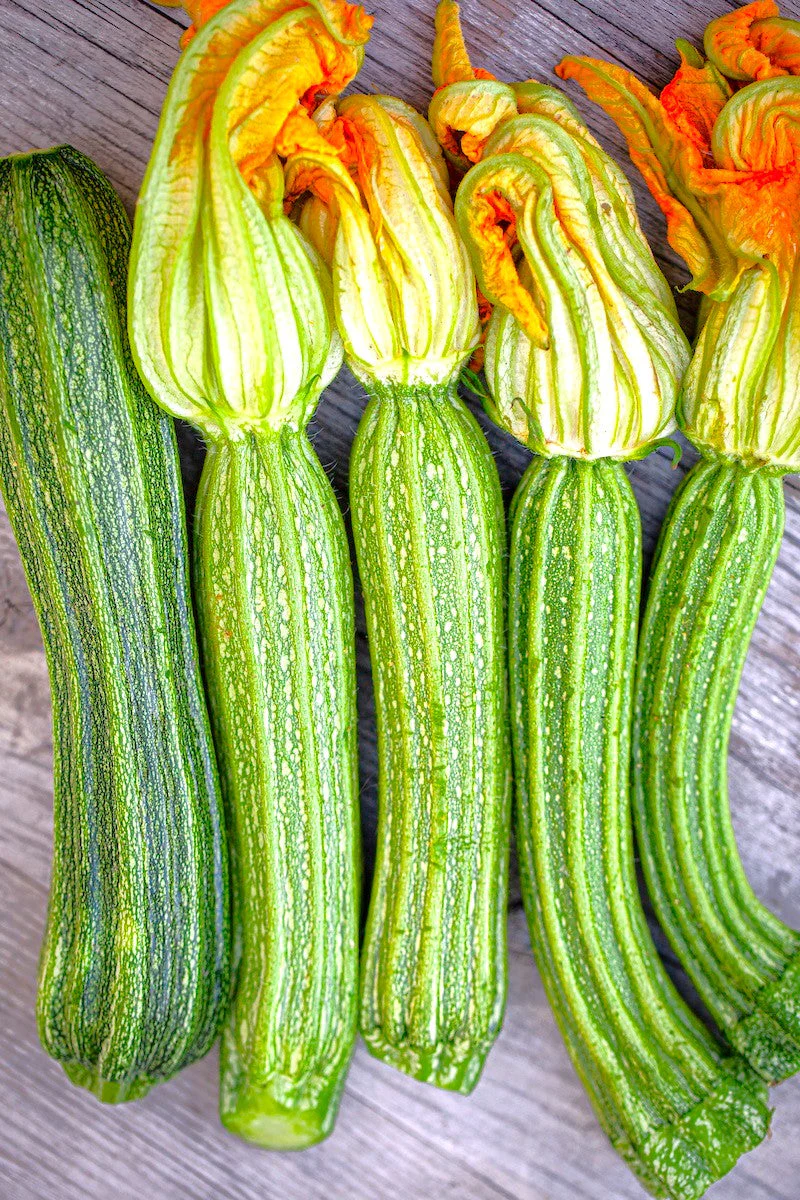 Costata Romanesco Zucchini - Image 6