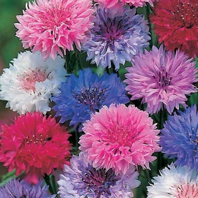 Cotton Candy Mix Tall Bachelor Button - Image 3