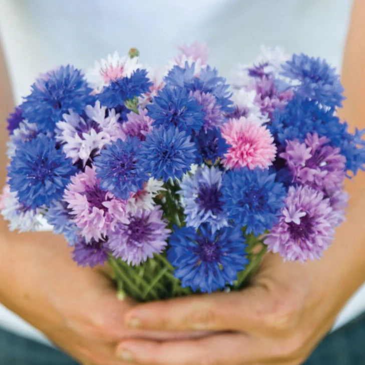 Cotton Candy Mix Tall Bachelor Button - Image 9