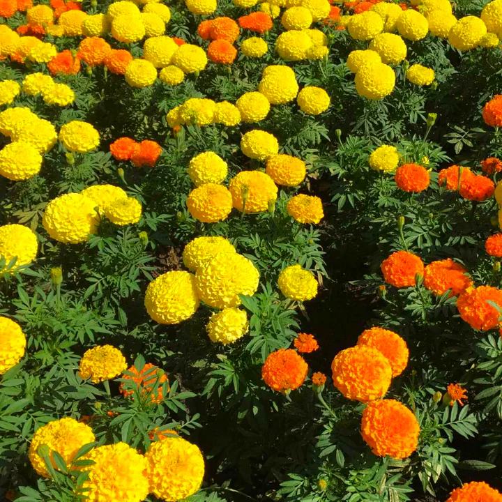 Cracker Jack Mix African Marigold - Image 5