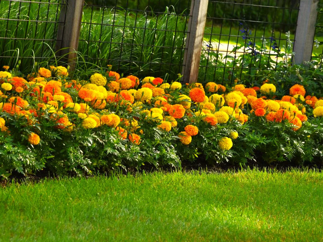 Cracker Jack Mix African Marigold - Image 6