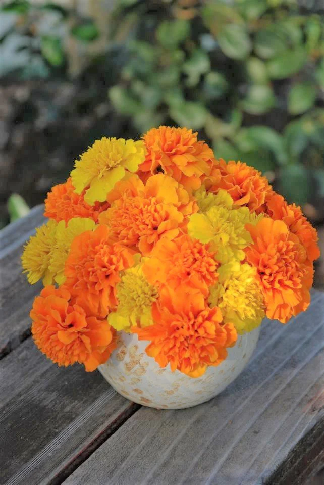 Cracker Jack Mix African Marigold - Image 8