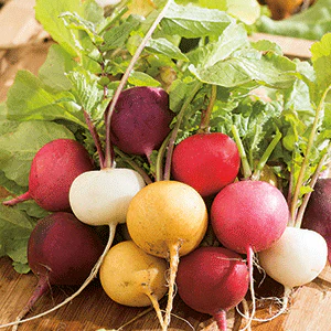 Crayon Colors Mix Radish - Image 3