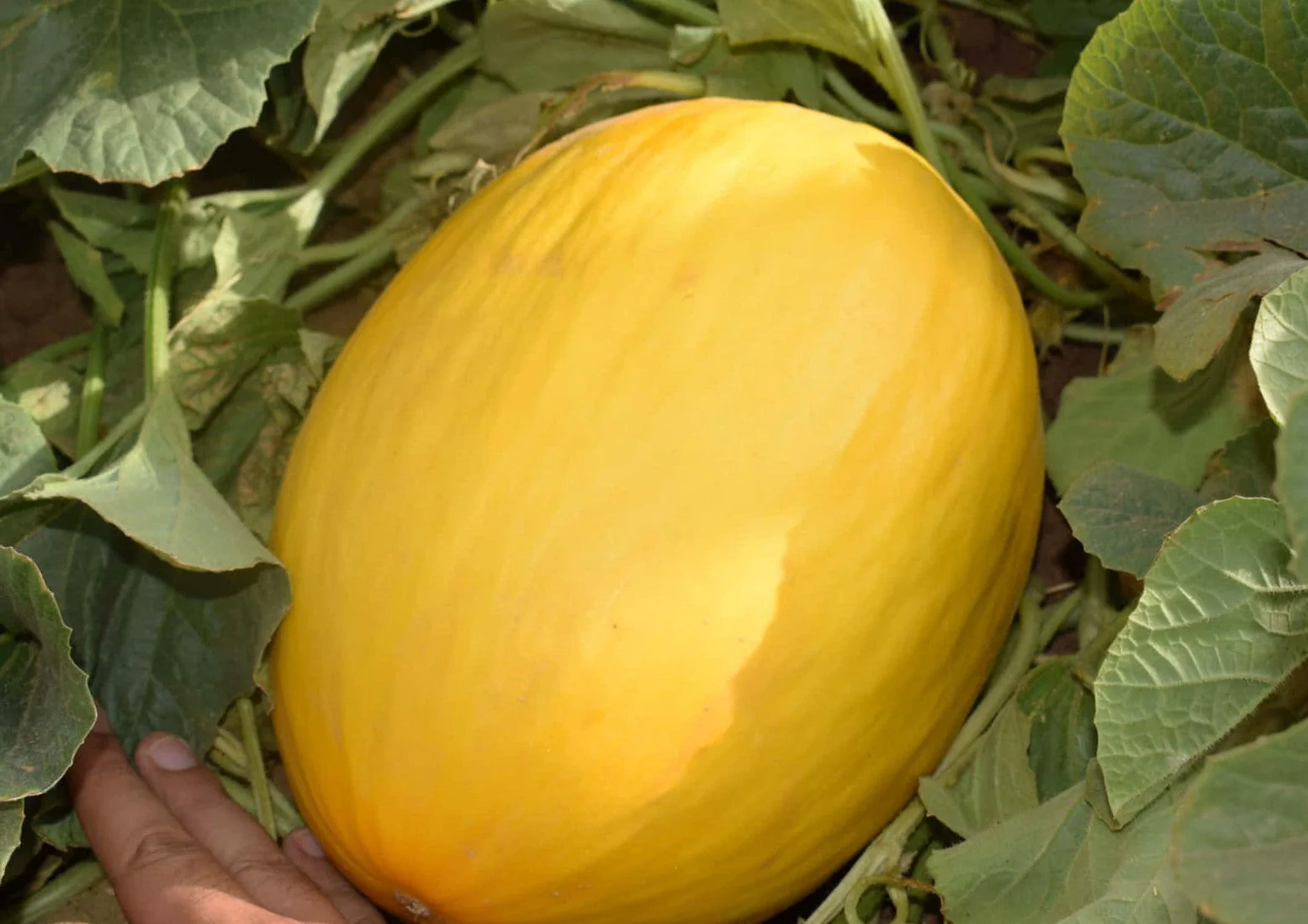 Crenshaw Melon - Image 2