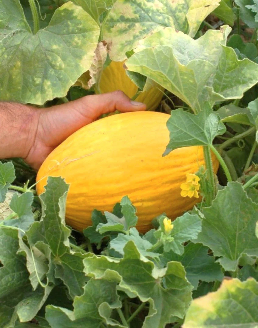 Crenshaw Melon - Image 3