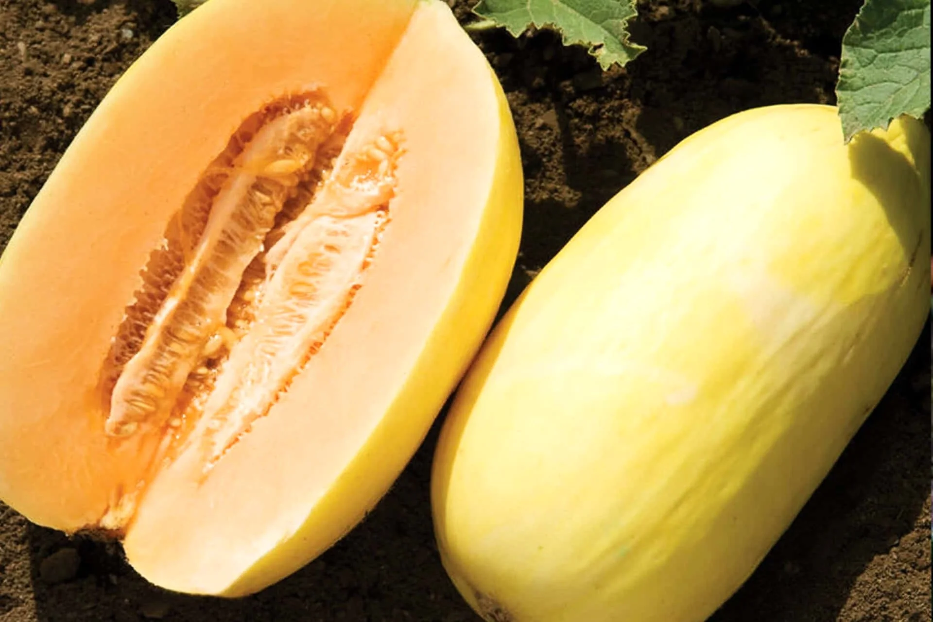 Crenshaw Melon - Image 4