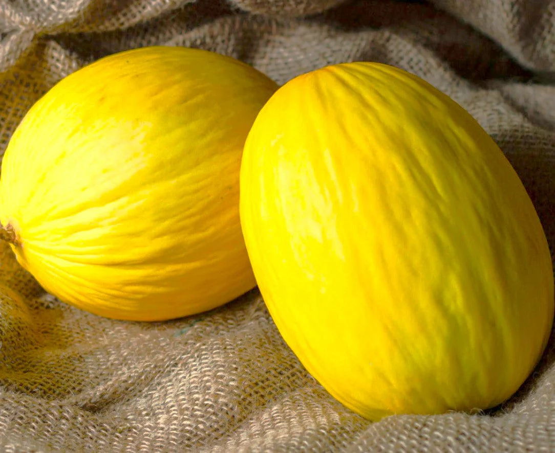 Crenshaw Melon - Image 8