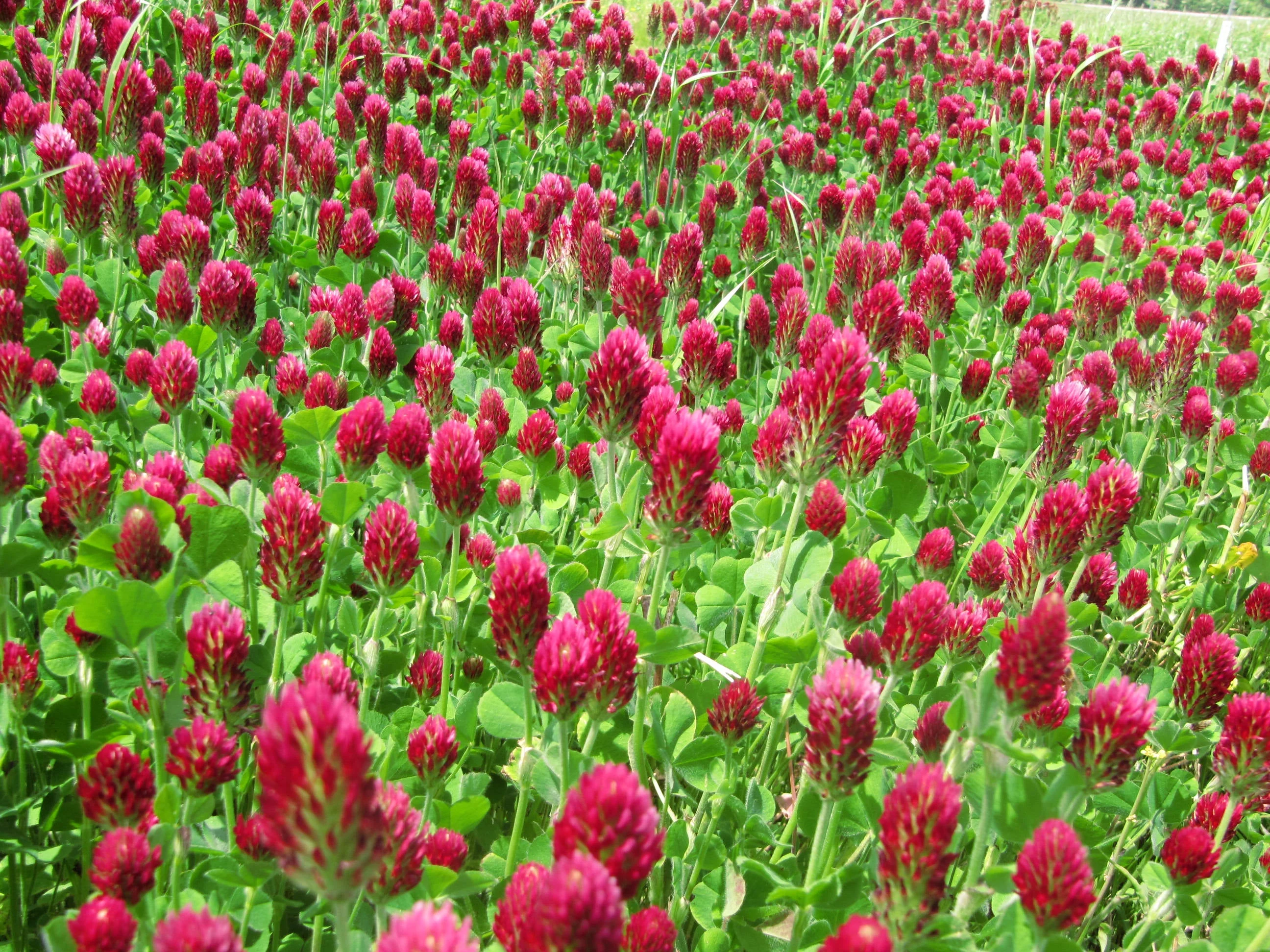 Crimson Clover - Image 10