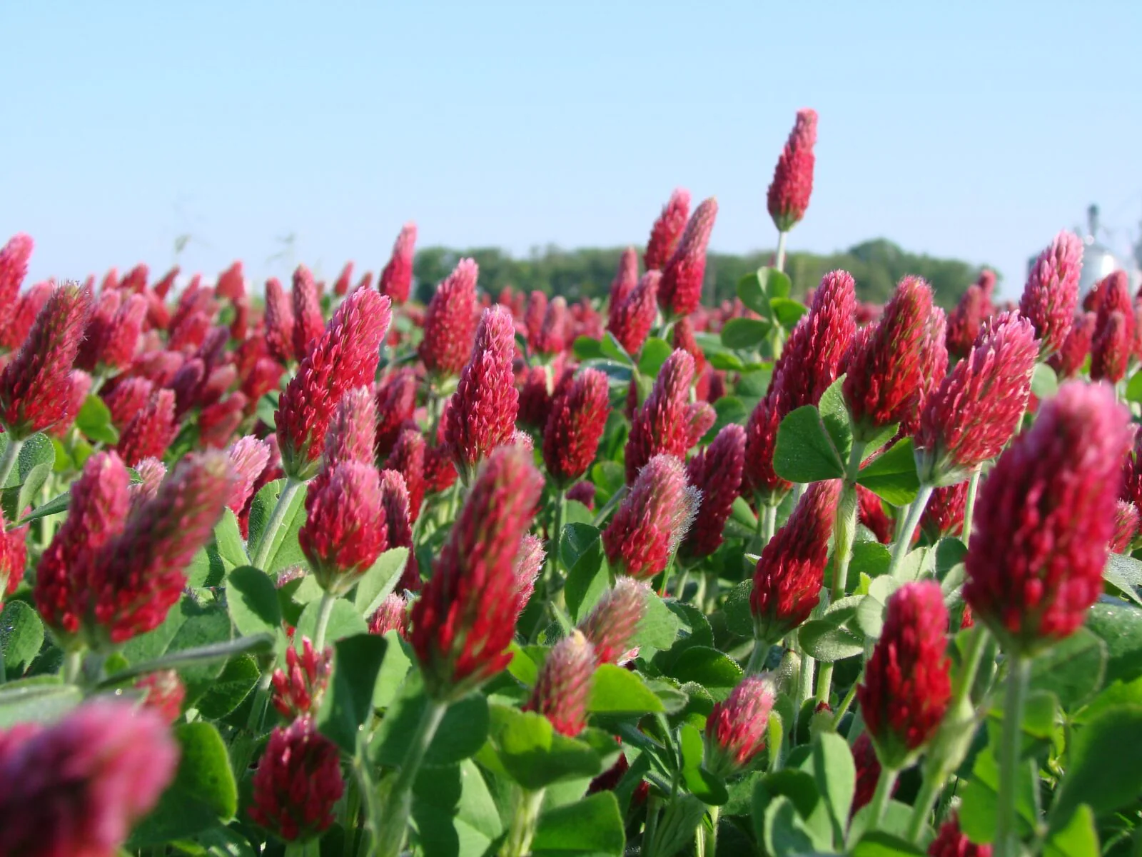 Crimson Clover - Image 11