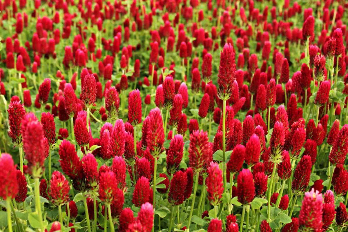 Crimson Clover - Image 12