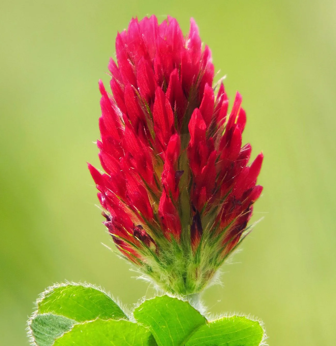 Crimson Clover - Image 3