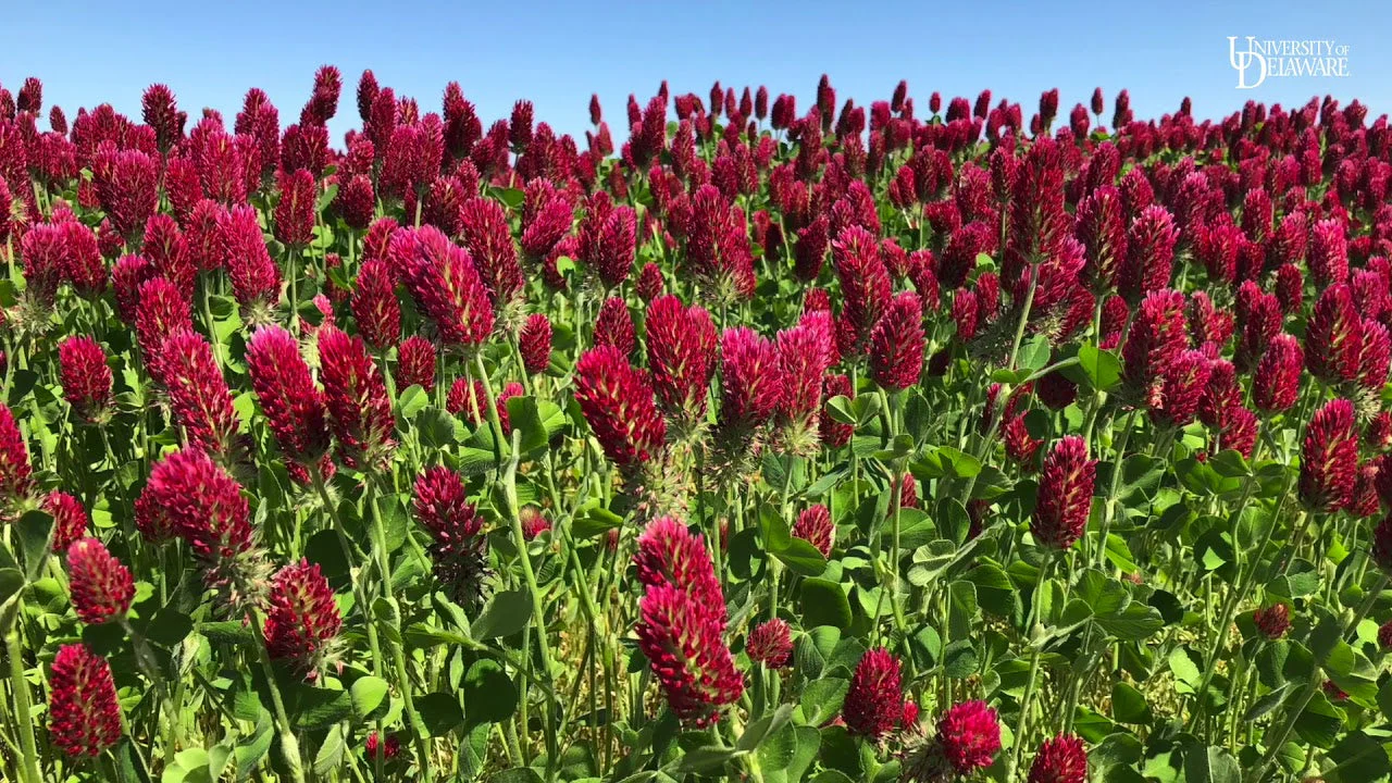Crimson Clover - Image 4