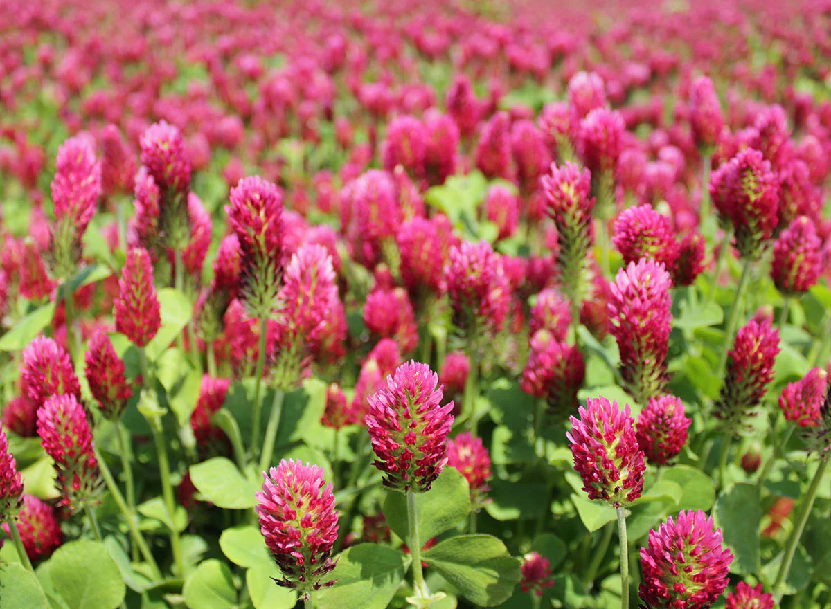 Crimson Clover - Image 5