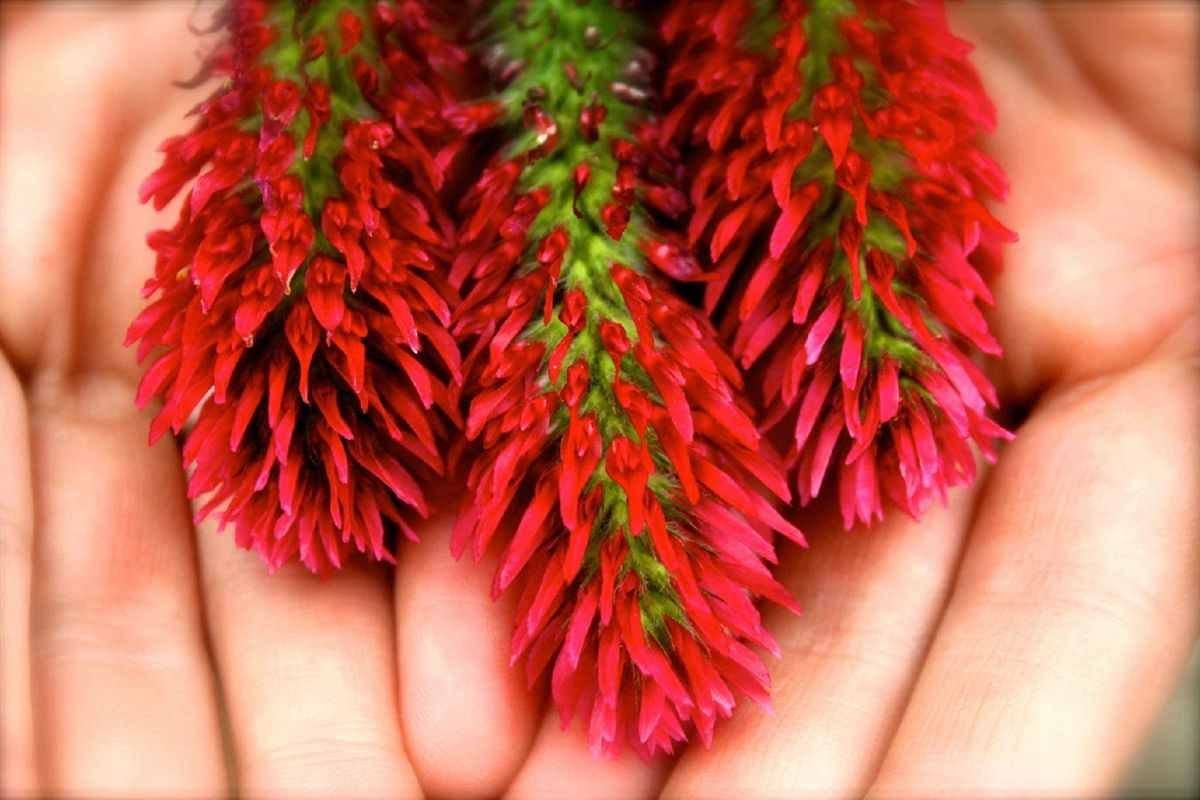 Crimson Clover - Image 6