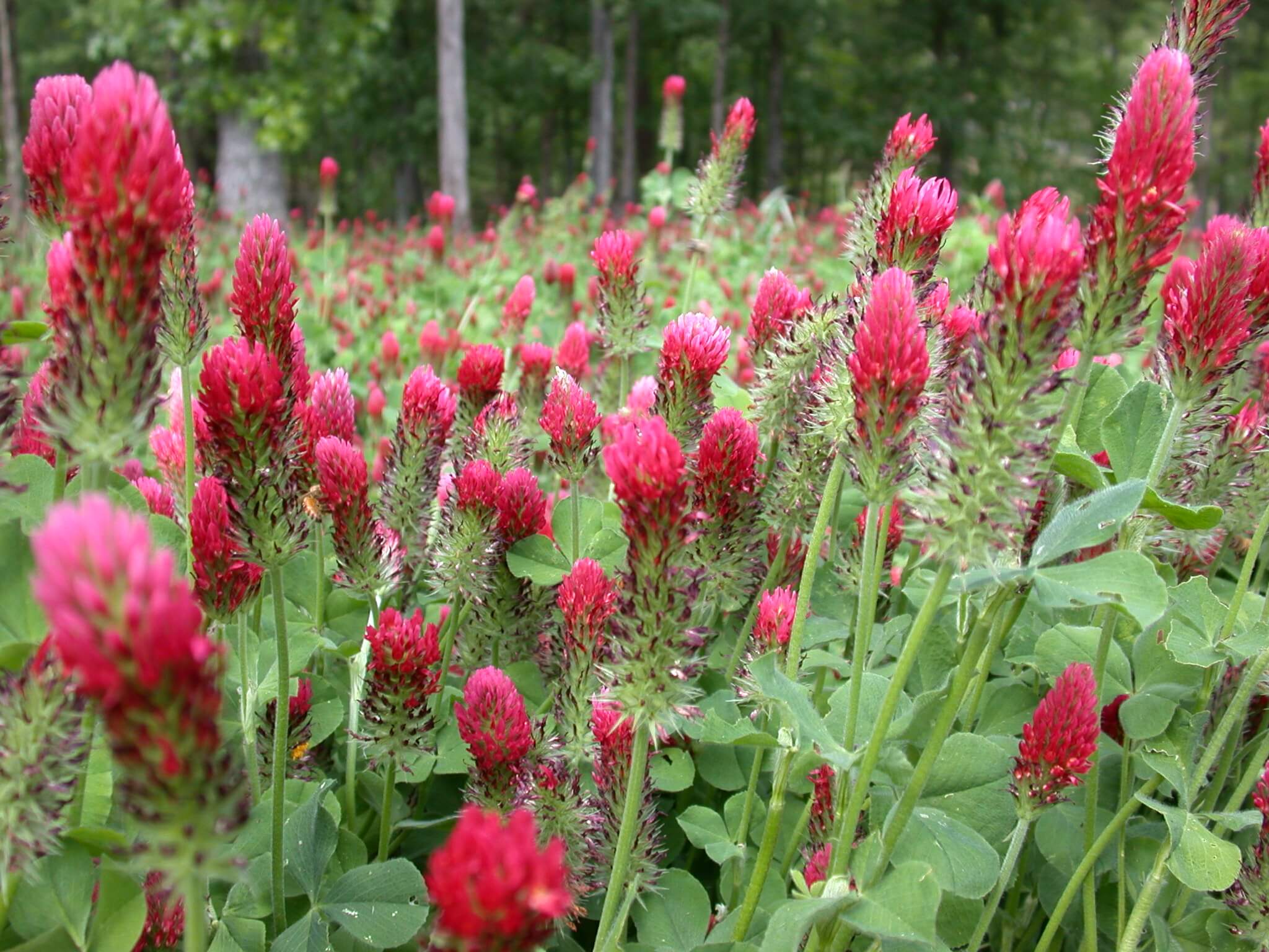 Crimson Clover - Image 8