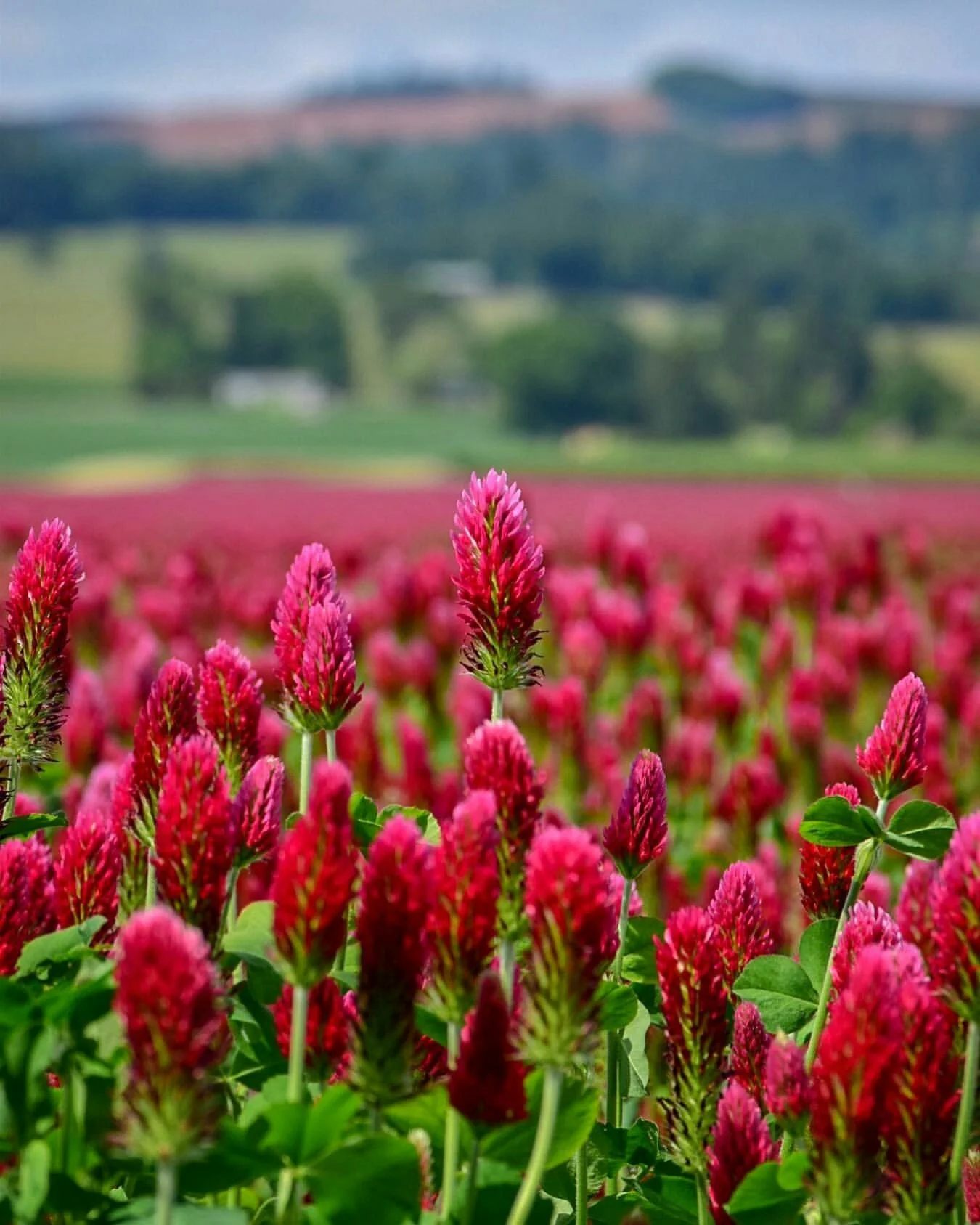 Crimson Clover - Image 9