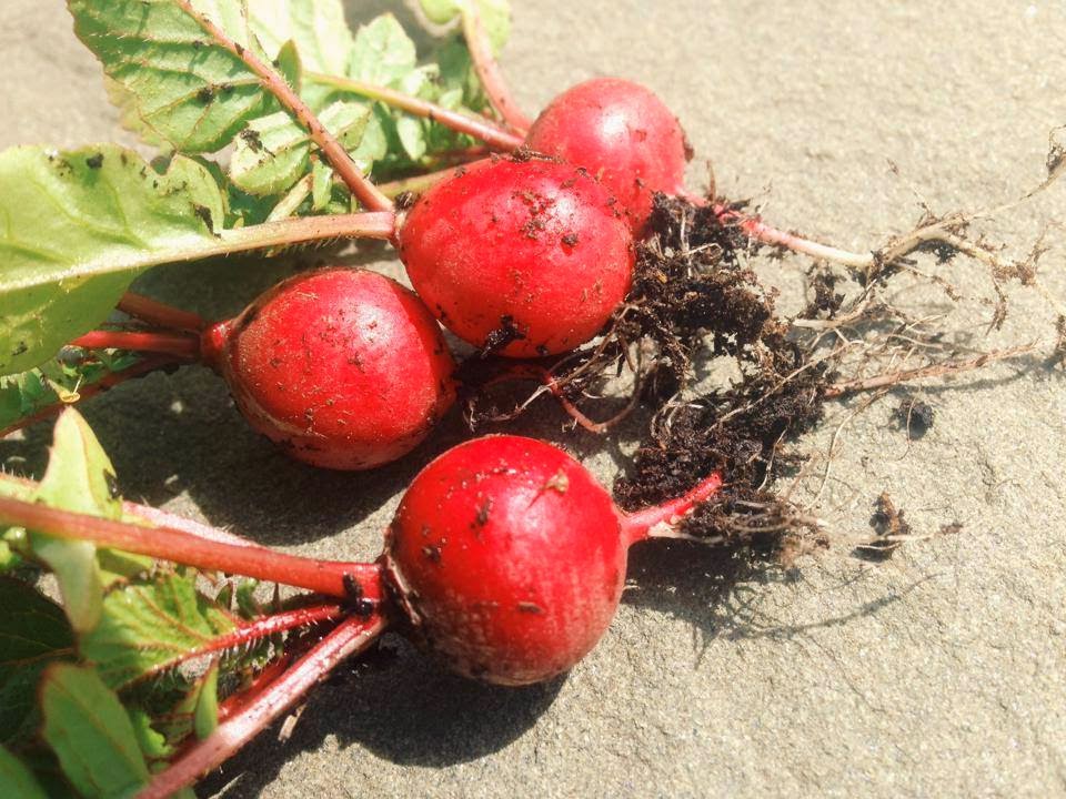 Crimson Giant Radish - Image 3