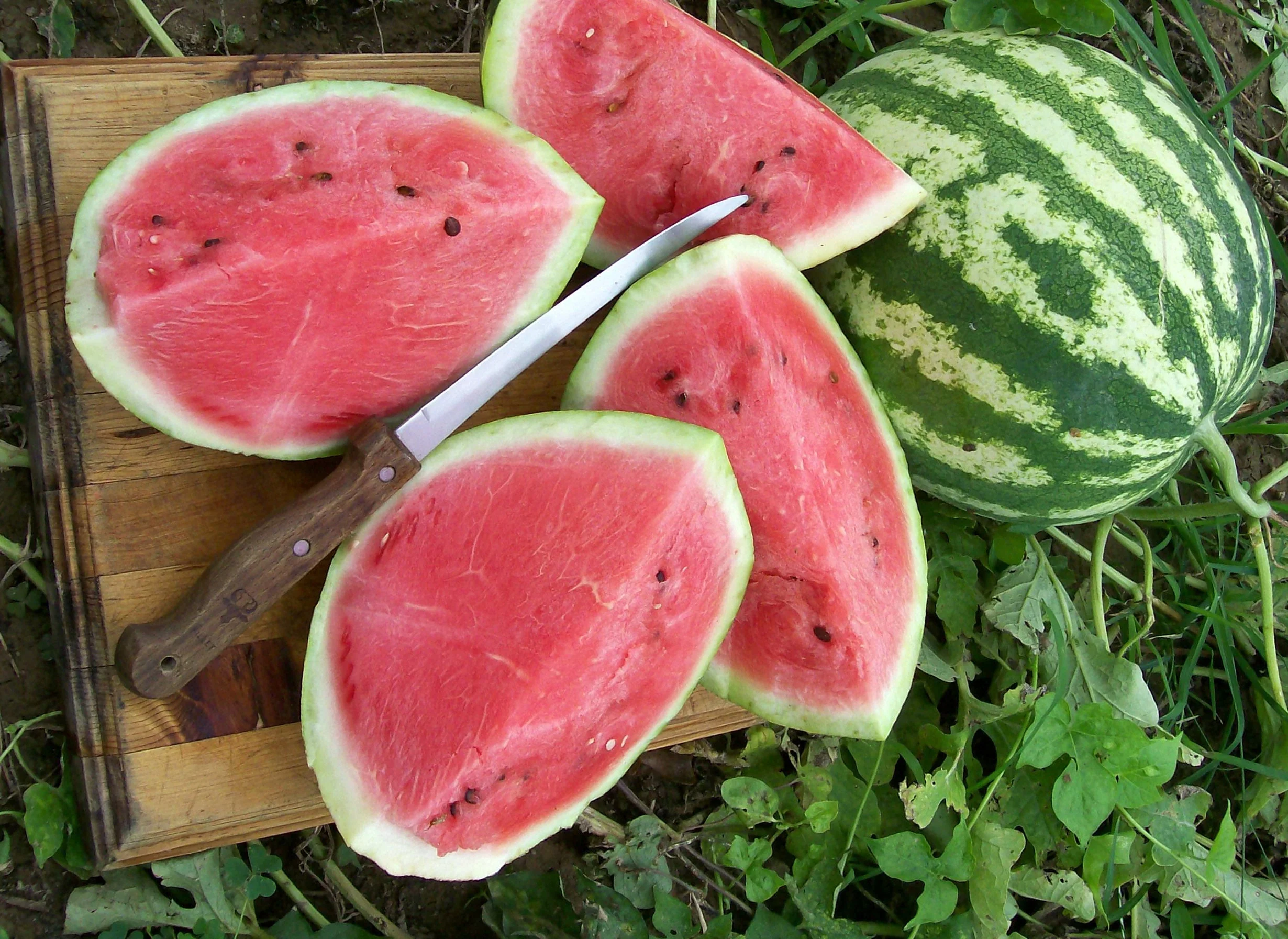 Crimson Sweet Watermelon - Image 3