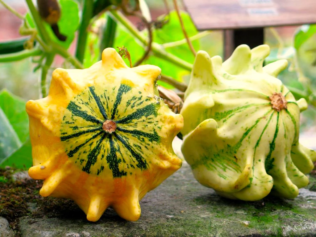 Crown of Thorns Ornamental Gourd - Image 2
