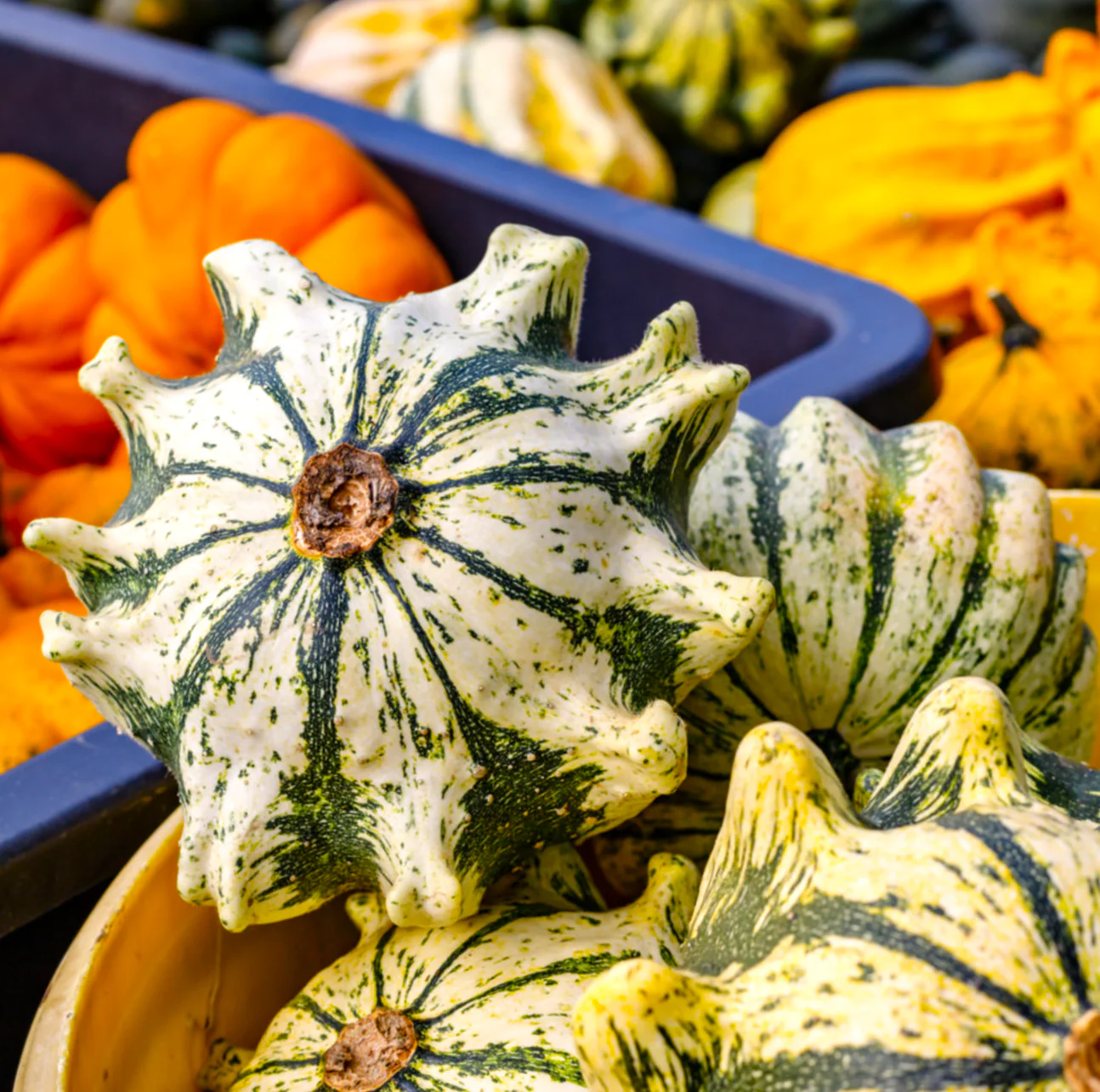 Crown of Thorns Ornamental Gourd - Image 3