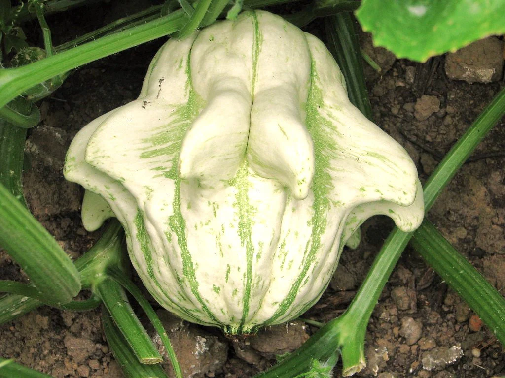 Crown of Thorns Ornamental Gourd - Image 5
