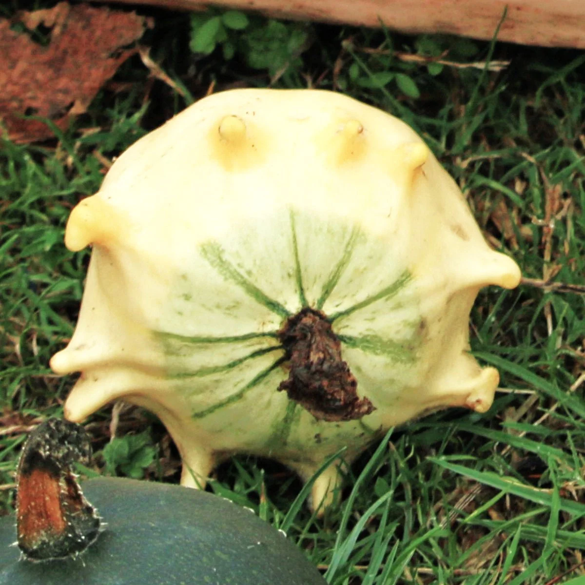 Crown of Thorns Ornamental Gourd - Image 6