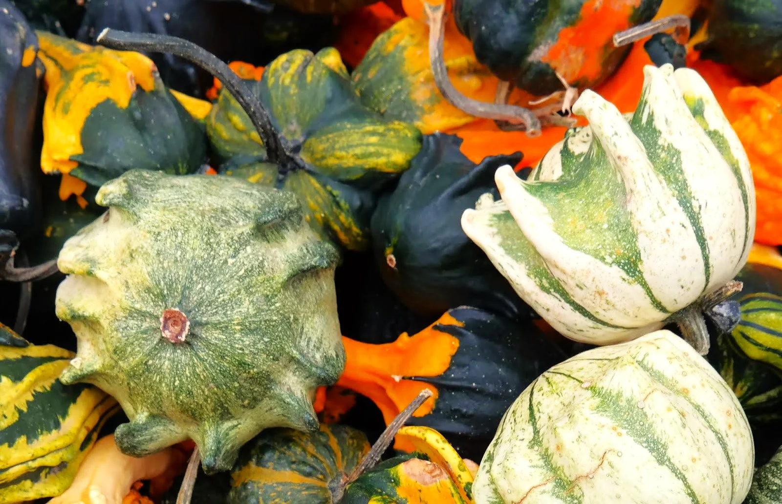 Crown of Thorns Ornamental Gourd - Image 7