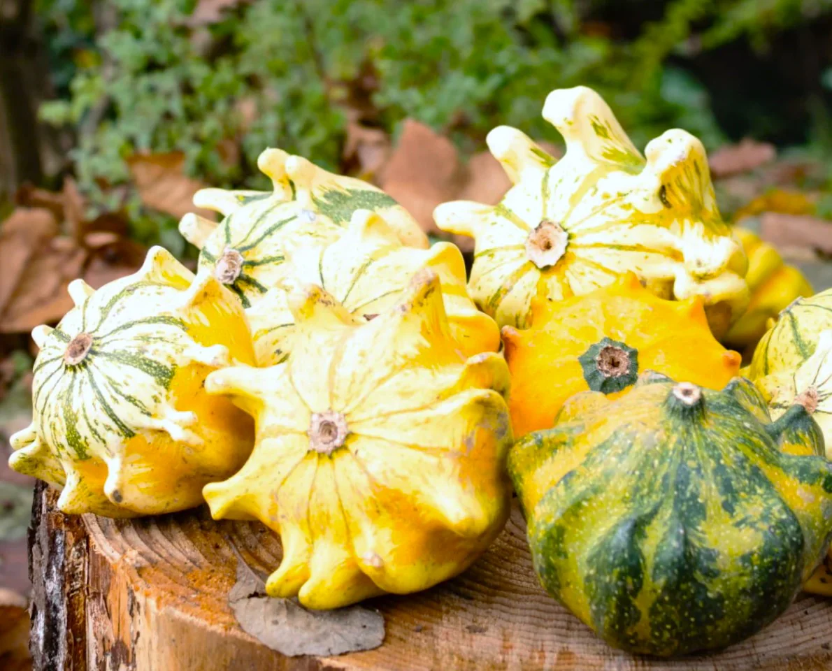 Crown of Thorns Ornamental Gourd - Image 8