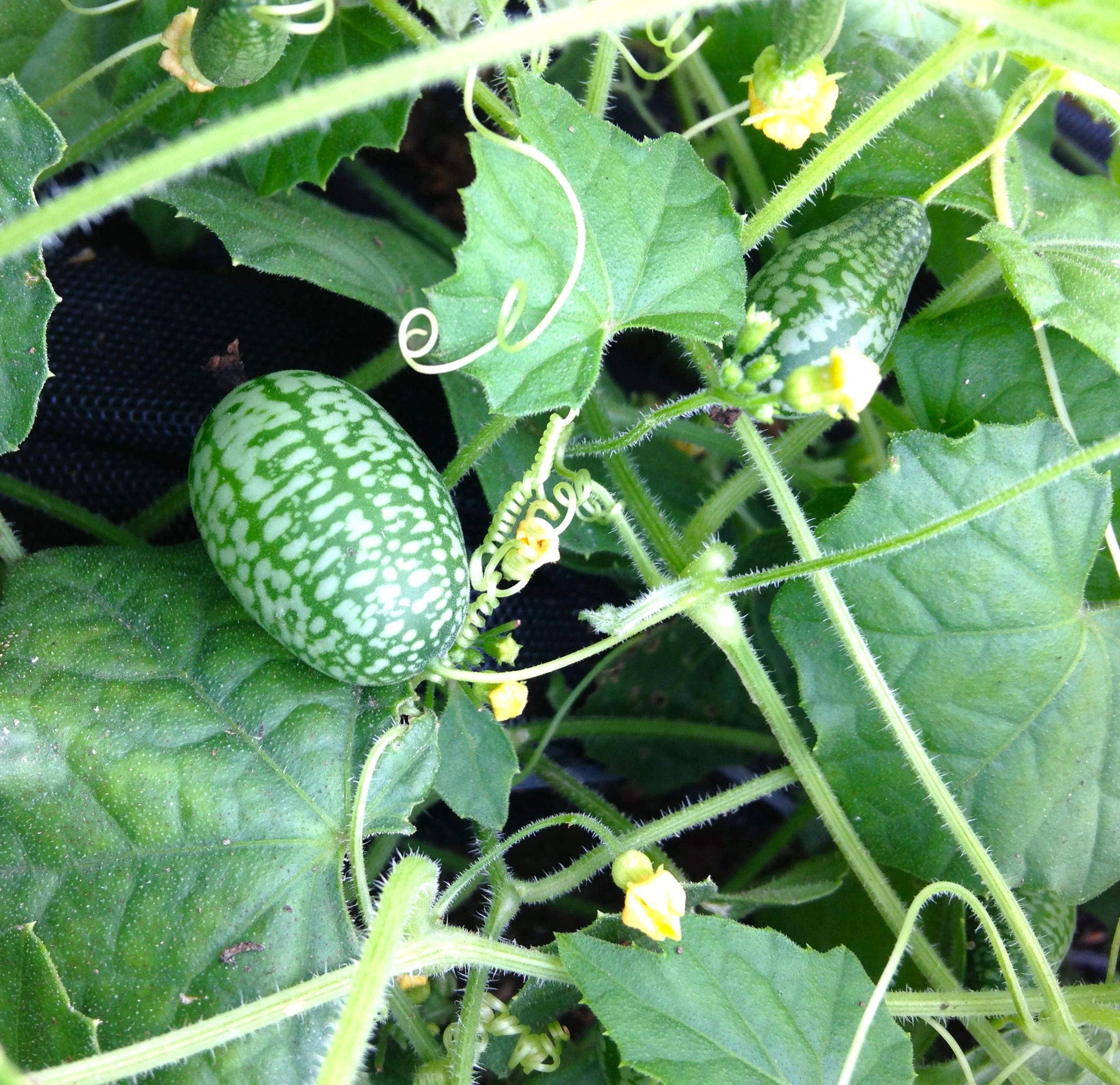 Cucamelon (Mexican Sour Gherkin) - Image 3