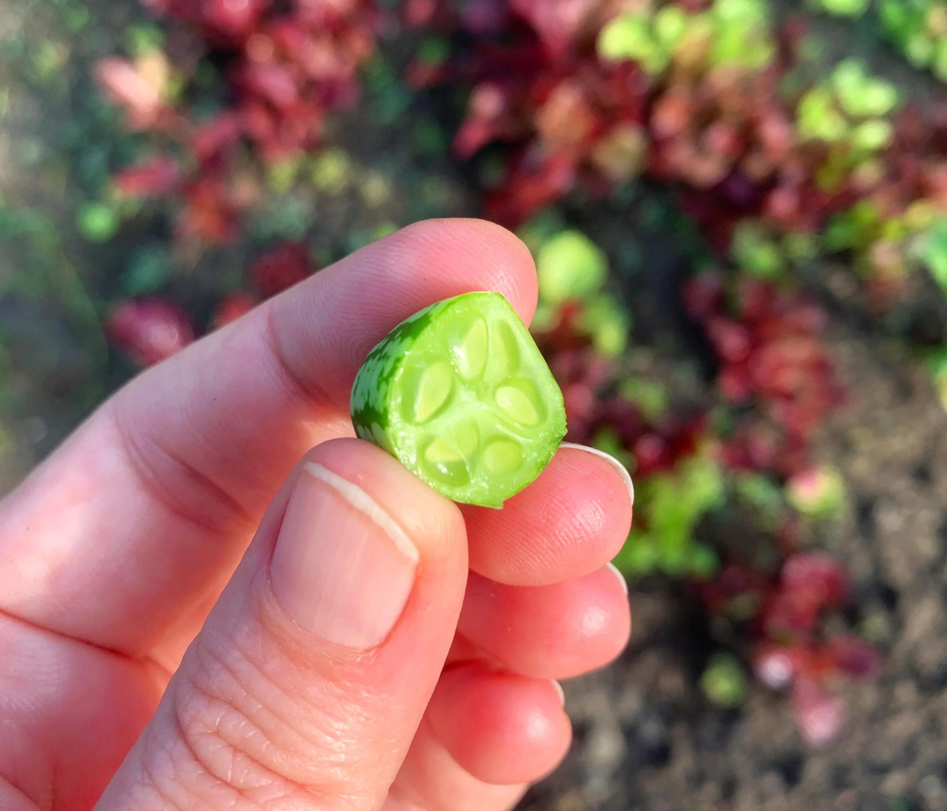 Cucamelon (Mexican Sour Gherkin) - Image 4