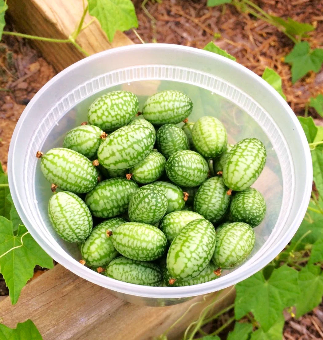 Cucamelon (Mexican Sour Gherkin) - Image 7