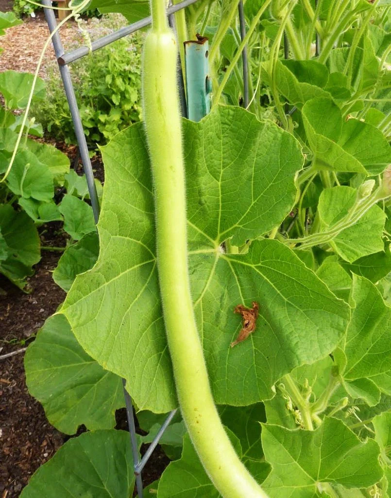Cucuzza Squash - Image 2