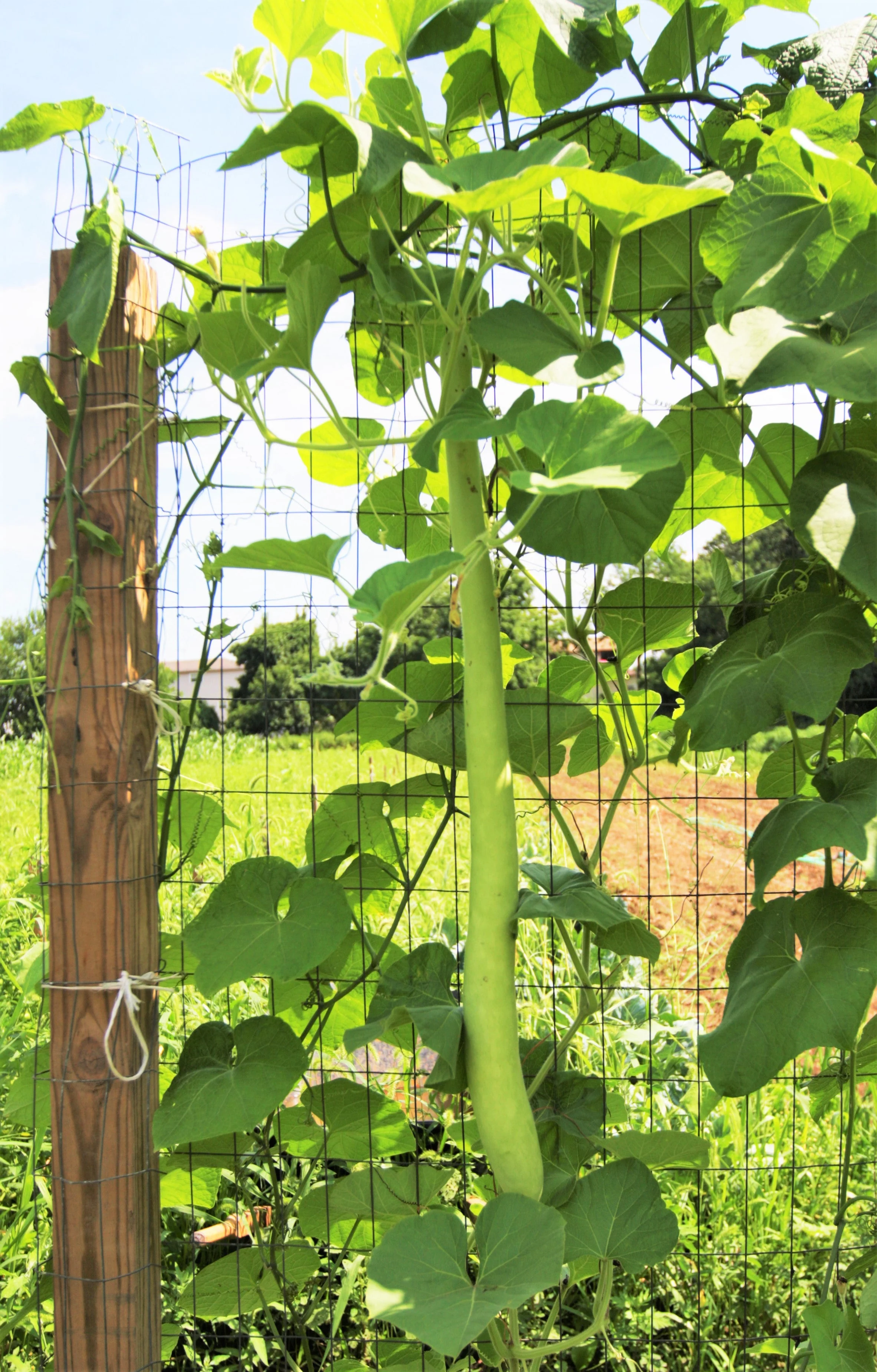 Cucuzza Squash - Image 4