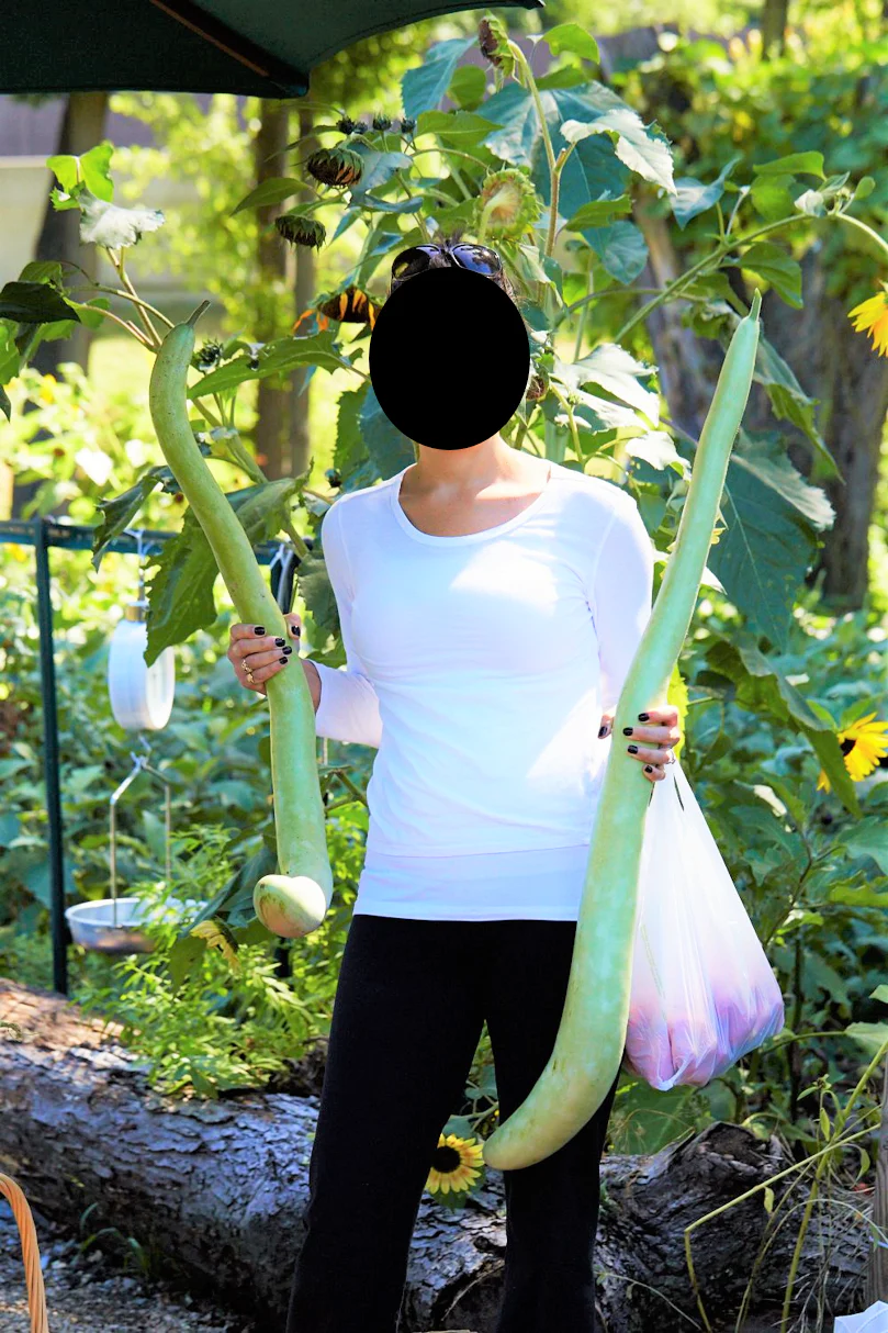 Cucuzza Squash - Image 6