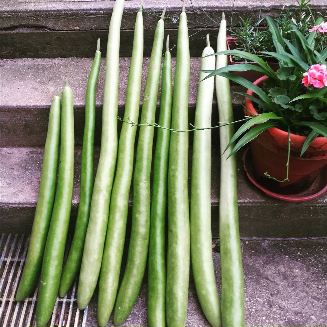 Cucuzza Squash - Image 7