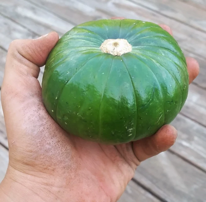 Cupcake Squash - Image 4