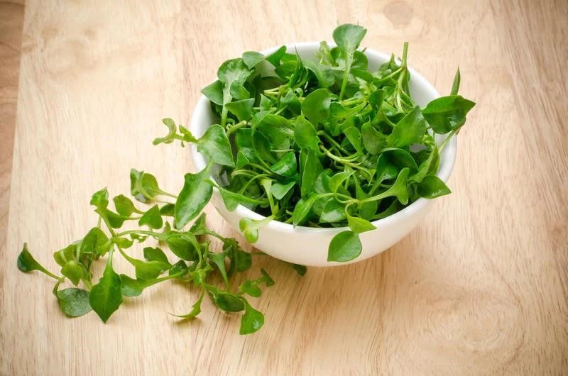 Curled Cress - Image 3