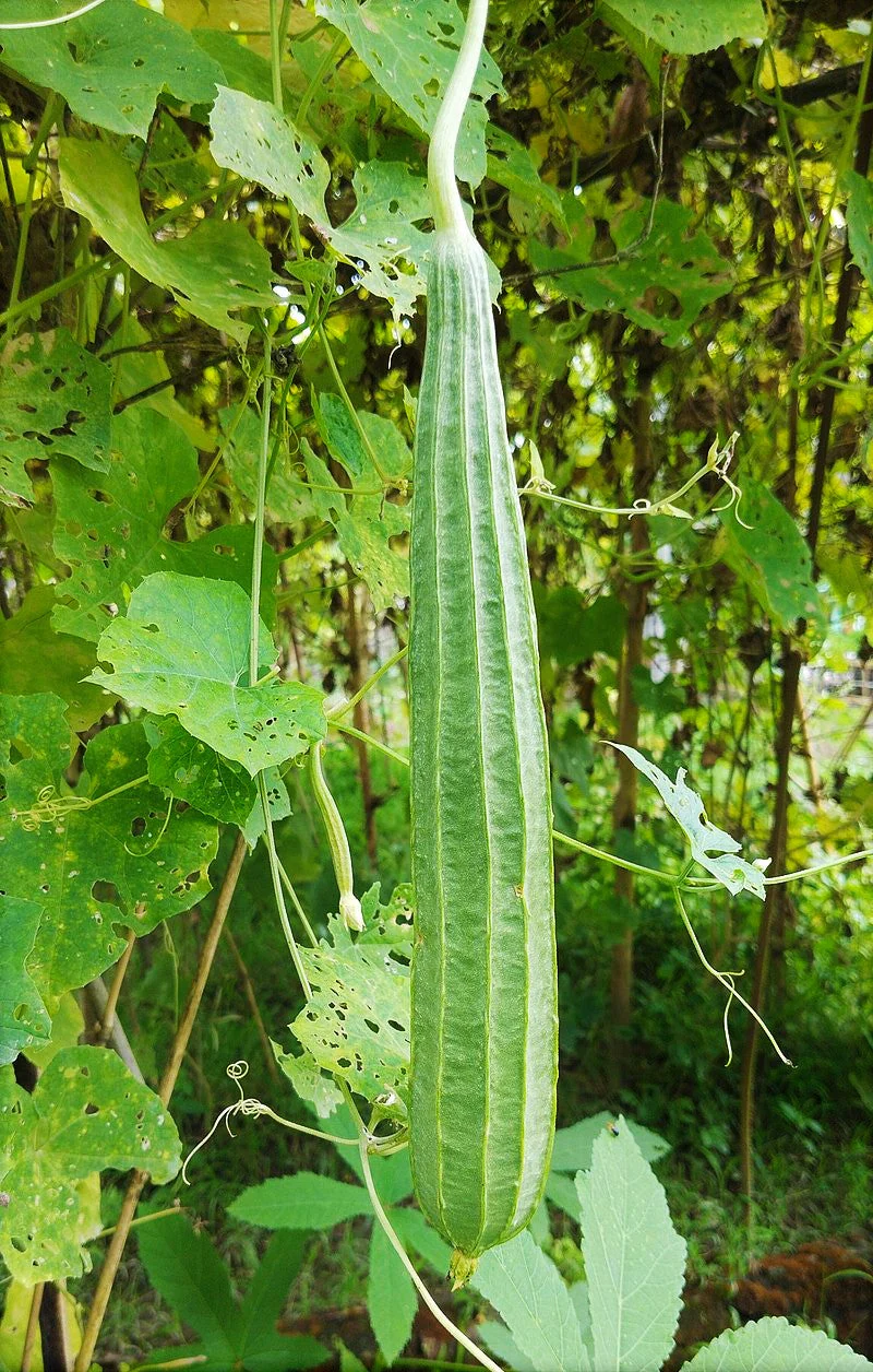 Da Rou Angled Luffa Gourd - Image 3