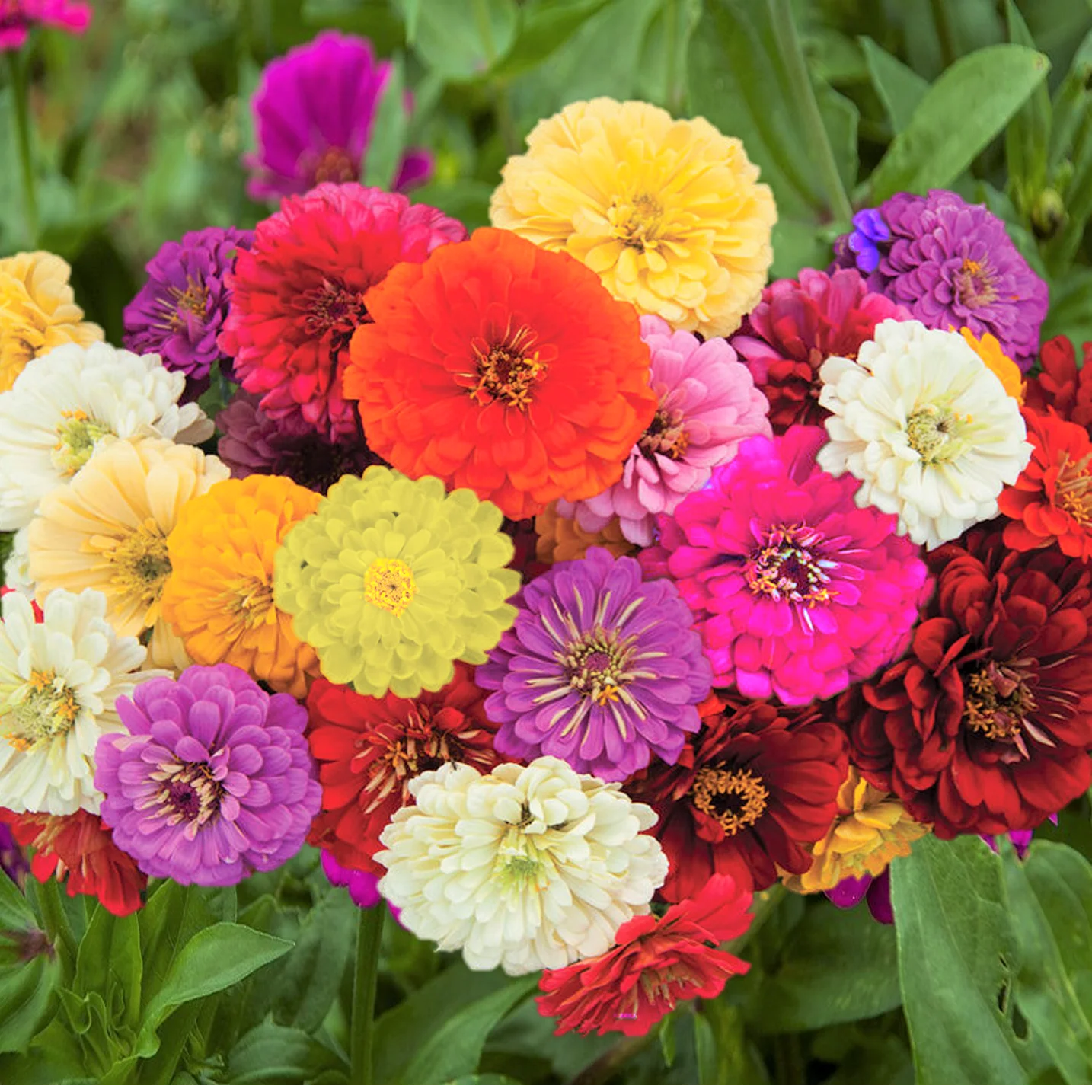 Dahlia Flowered Mix Zinnia