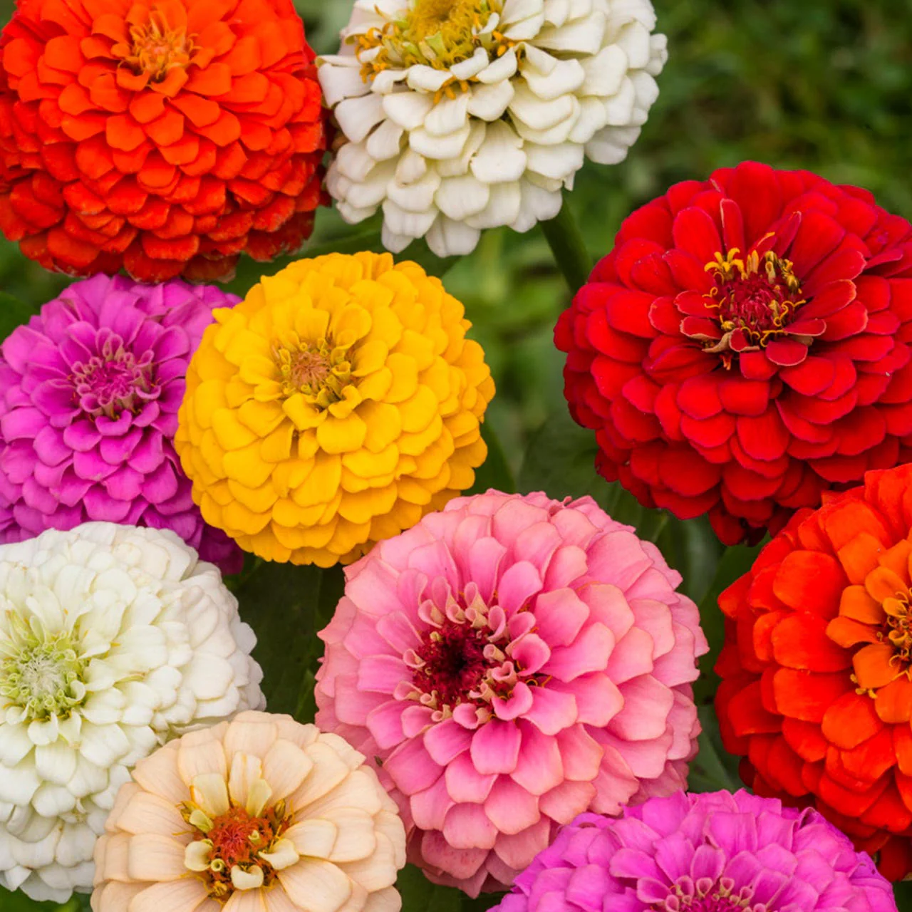 Dahlia Flowered Mix Zinnia - Image 2
