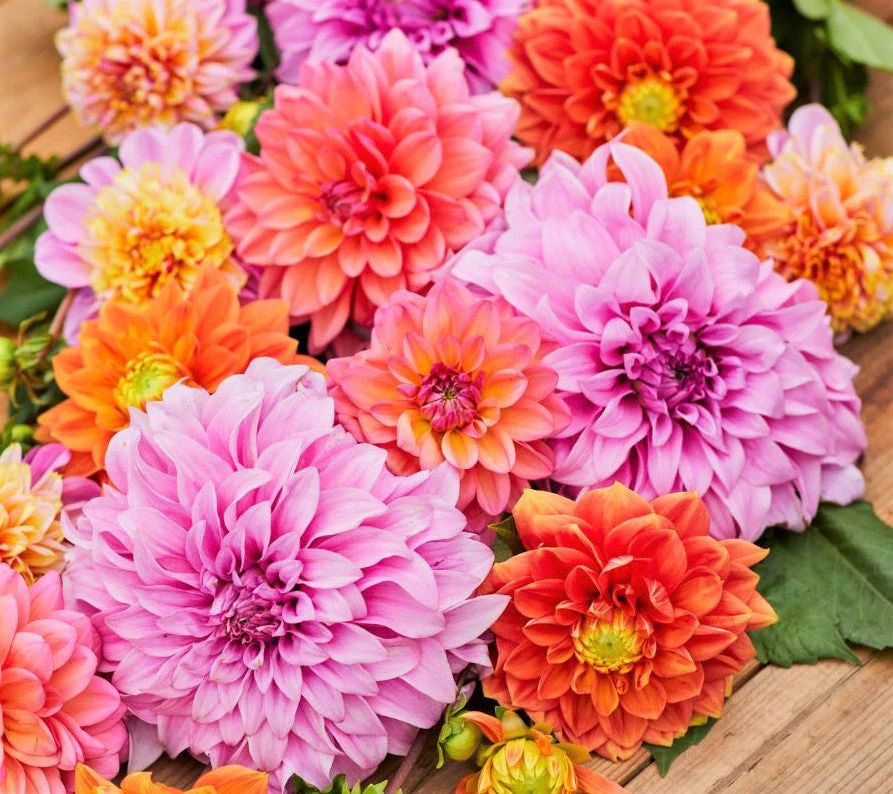 Dahlia Flowered Mix Zinnia - Image 4