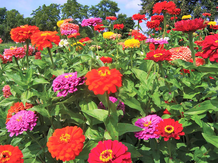Dahlia Flowered Mix Zinnia - Image 5
